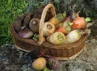 Кореноплодните зеленчуци – вкусни и полезни за здравето сн. associationsantenature.blogspot.com Кореноплодните зеленчуци – вкусни и полезни за здравето